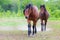 Two horses walking around the farm