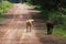 Two horses walking on the dirt road. it is a mammal with a flowing mane and tail