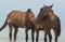 Two horses walking in the sea water