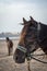 Two Horses wearing saddles and harnesses stood waiting on the beach