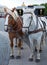 Two horses, white and bay, harnessed to a vintage coach with harness