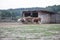 Two horses in the yard eat hay from an apiary