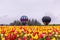 Two hot air balloons prepare to lift off from tulip field