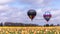 Two hot colorful hot air balloons taking off over yellow tulip field