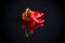 Two hot spicy cayenne peppers on black background