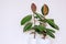 Two houseplants in white ceramic flower pots. Ficus elastic on a light background