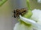 Two hoverflies mating on a white flower