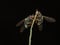 Two hoverfly perched on the branch with black background