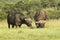 Two huge African buffalo grazing grass
