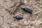 Two huge black blister beetles male and female on dry cracked ground