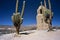 Two Huge Cactuses in Humahuaca ,Salta,Argentina