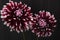 Two huge dahlia flowers of unusual size on dark background close-up, selective focus