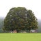 Two huge deciduous trees at a foggy day