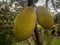 Two huge jackfruit hanging on a branch of a jackfruit tree