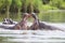 Two huge male hippos fight in water for best territory