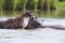 Two huge male hippos fight in water for best territory