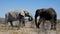 Two Huge old male Elephants standing in front of each other in Etosha, Namibia.