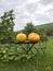 Two huge yellow pumpkins just gathered, resting on outdoor table