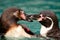 Two Humboldt penguins kissing