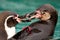 Two Humboldt penguins kissing