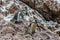 Two Humboldt penguins peruvian coast at Ica Peru