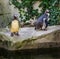 Two humboldt penguins standing together on a rock at the water side, vulnerable water birds from the pacific coast