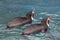 Two humboldt penguins are swimming into the blue water. Spheniscus humboldti or peruvian penguin