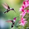 Two hummingbird bird flying next to beautiful pink flower.