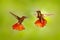 Two hummingbird fight. Red and yellow Ruby-Topaz Hummingbird, Chrysolampis mosquitus, flying with open wings, frontal look with gl