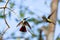 Two hummingbirds fighting over territory in the mangrove forest of Trinidad.