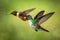 Two hummingbirds hovering in the air,tropical forest, Colombia, bird sucking nectar from blossom in garden