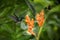 Two hummingbirds hovering next to orange flower,tropical forest, Ecuador, two birds sucking nectar from blossom