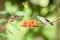 Two hummingbirds hovering next to orange flower,tropical forest, Ecuador, two birds sucking nectar from blossom in garden