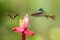 Two hummingbirds hovering next to pink flower,tropical forest, Colombia, bird sucking nectar from blossom