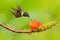 Two hummingbirds with pink flower, in flight. Flight of Purple-throated Woodstar, Calliphlox mitchellii, in the bloom flower,