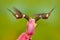 Two hummingbirds with pink flower, in flight. Flight of Purple-throated Woodstar, Calliphlox mitchellii, in the bloom flower,