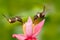 Two hummingbirds with pink flower, in flight. Flight of Purple-throated Woodstar, Calliphlox mitchellii, in the bloom flower,