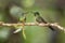 Two hummingbirds sitting on branch next and interact, hummingbirds from tropical rainforest,Peru,bird perching
