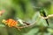 Two hummingbirds sitting on branch with orange flower, hummingbird from tropical forest,Colombia,bird perching