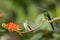 Two hummingbirds sitting on branch with orange flower, hummingbird from tropical forest,Colombia,bird perching