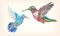 Two hummingbirds in stylized vector illustration