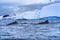 Two Humpback Whales Blue Iceberg Water Charlotte Harbor Antarctica