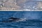 Two humpback whales in front of whale watching boat in cabo san lucas mexico