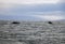 Two humpback whales in Iceland