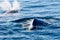 Two Humpback Whales surfacing and spraying water through blowhole