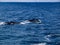 Two Humpback Whales Swimming