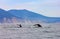 Two humpback whales swimming in the Pacific Ocean