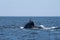 Two Humpbacked whales both diving