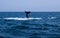 Two Humpbacks Swimming One Tail One Fin