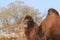 Two-humped Bactrian Camel in Xinjiang, China Camelus bactrianus